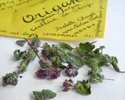 origan