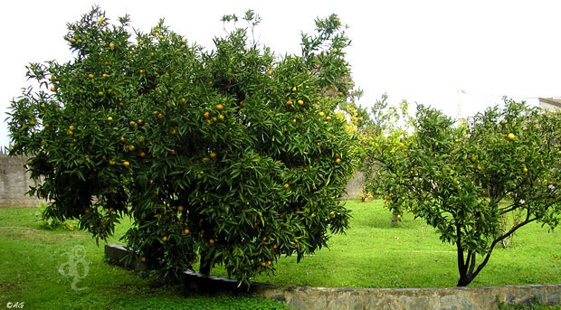 clementines de corses
