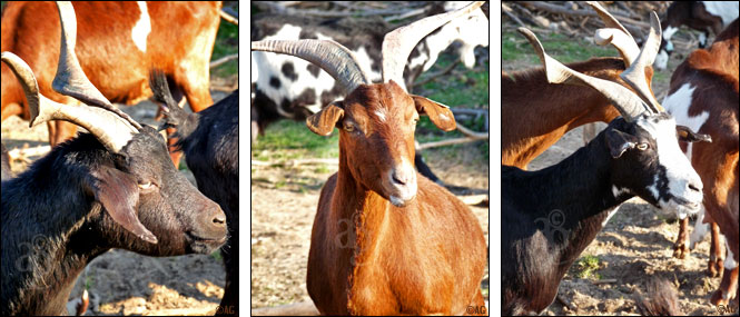 chevres du Rove chevres du Rove