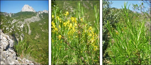 Clafoutis infusés au romarin sauvage & aux abricots